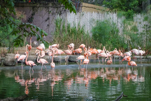 Pájaro flamenco en un estanque —  Fotos de Stock