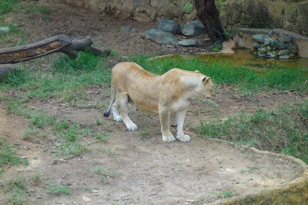 Animale leonessa — Foto Stock
