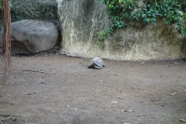 Tortuga reptil —  Fotos de Stock