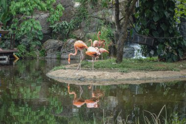 Bir havuzda Flamingo kuşu