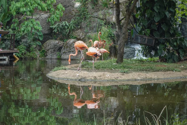 Pájaro flamenco en un estanque — Foto de Stock