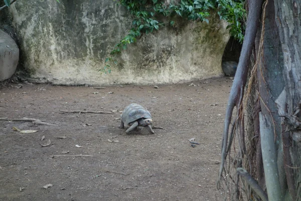 Schildkrötenreptil — Stockfoto