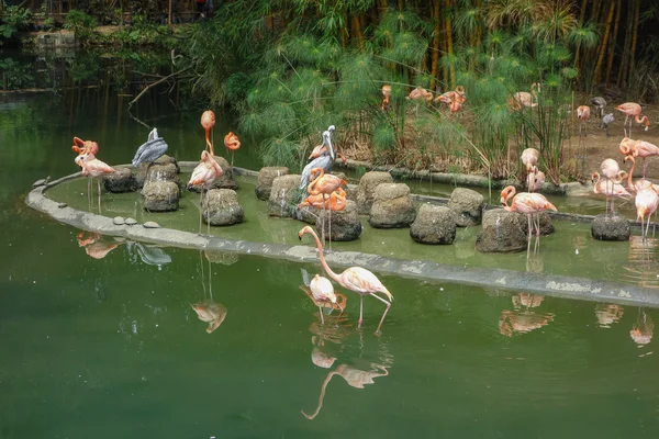 在一个池塘里的火烈鸟鸟 — 图库照片