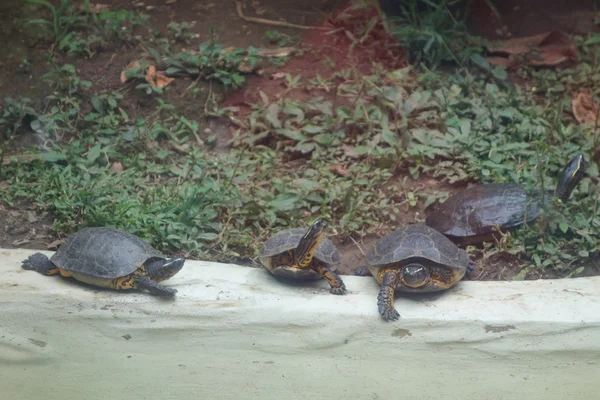 Schildpad reptiel — Stockfoto