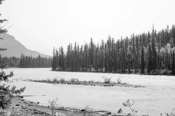 Athabasca cai em alberta — Fotografia de Stock