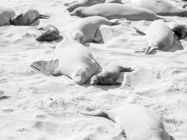 Colonia de focas elefantes — Foto de Stock