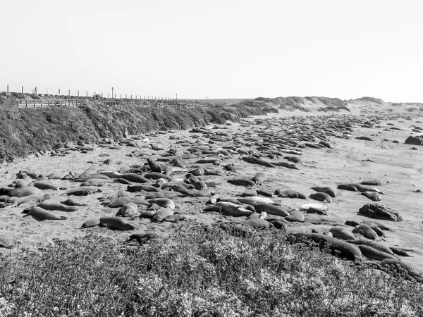 Elephant seals colony — Stock Photo, Image