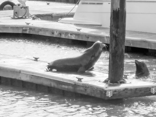 Forbes Island Seals — Stock Photo, Image