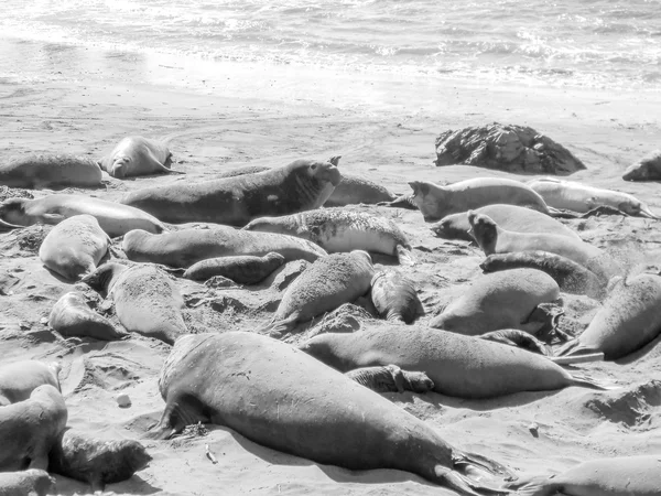 Colonia de focas elefantes — Foto de Stock
