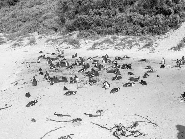 Pingüinos de Ciudad del Cabo — Foto de Stock