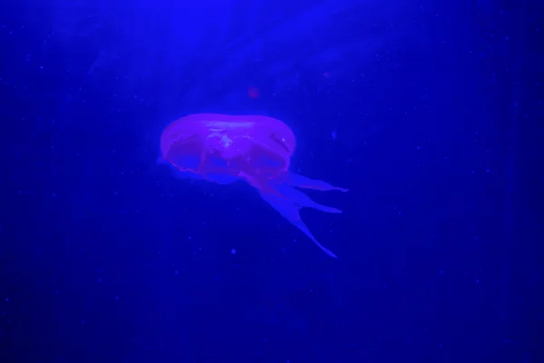 Jelly cnidaria — Stockfoto