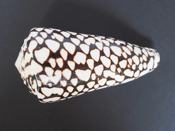 Conus marmoreus shell — Stock Photo, Image
