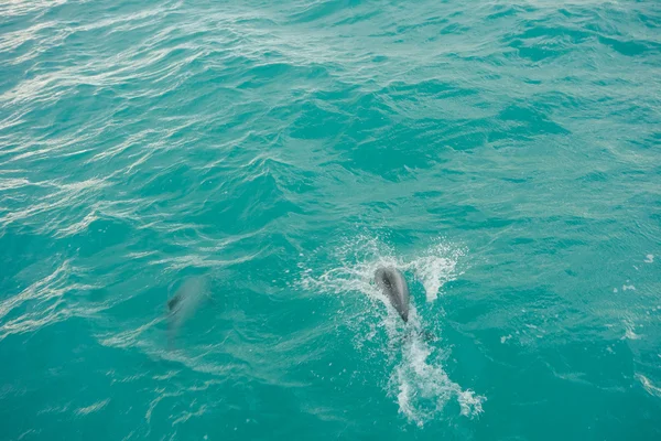 Dolphin mammal — Stock Photo, Image