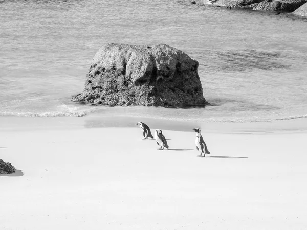 Кейптаун пінгвіни — стокове фото