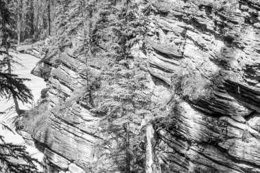 Alberta Athabasca Şelaleleri