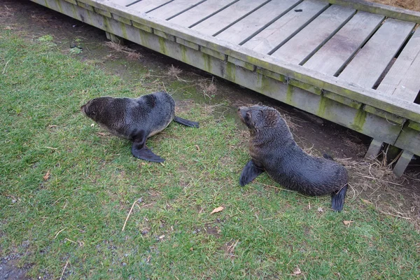 Mammifero di foca — Foto Stock