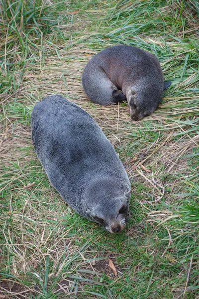 Seal mammal — Stock Photo, Image