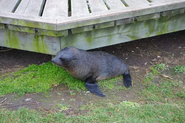 Mamífero de focas —  Fotos de Stock