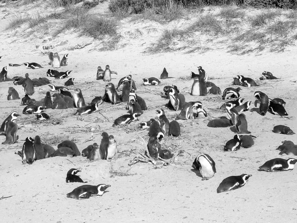 Pingüinos de Ciudad del Cabo — Foto de Stock