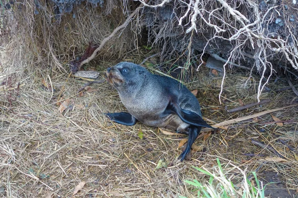 Seal däggdjur — Stockfoto