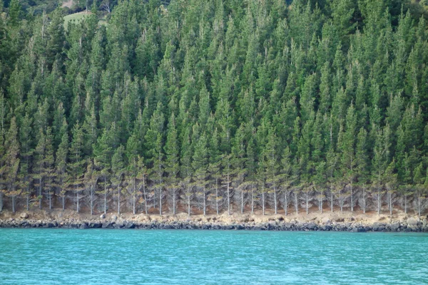 View of Akaroa — Stock Photo, Image