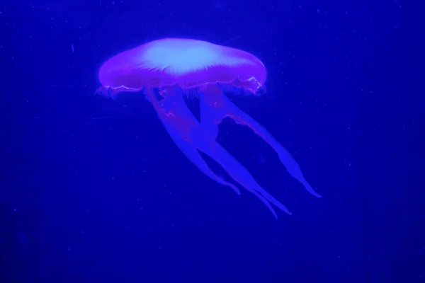 Jelly cnidaria — Stock Photo, Image