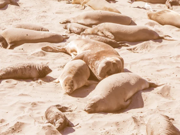 Retro looking Elephant seals colony — Stock Photo, Image