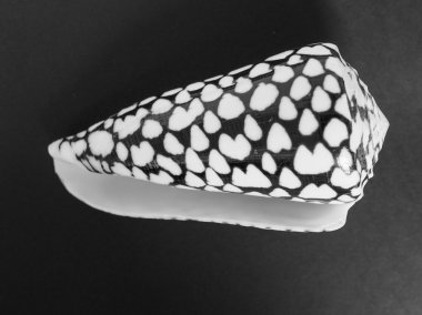 Conus marmoreus shell clipart