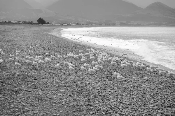 Vistas al mar en Kaikoura —  Fotos de Stock