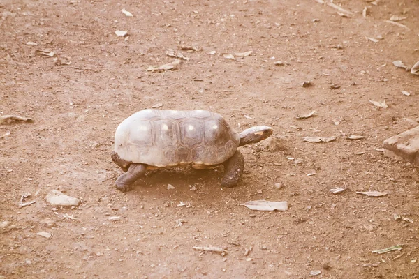 Retro looking Turtle reptile — Stock Photo, Image