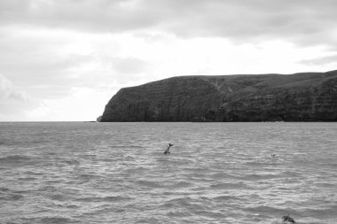 Akaroa görünümünü