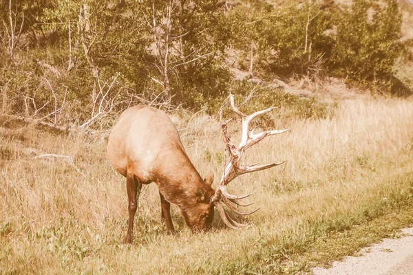 Retro söker kanadensiska rådjur — Stockfoto