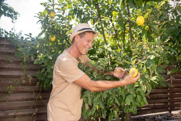 Hasır şapkalı gülümseyen erkek dışarıda limon topluyor. — Stok fotoğraf