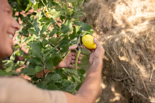 Gülen adam bahçede limon ağacı buduyor. — Stok fotoğraf