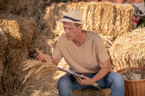 Agricultor masculino segurando clip folder, estudando cuidadosamente bando de espiguetas de milho — Fotografia de Stock