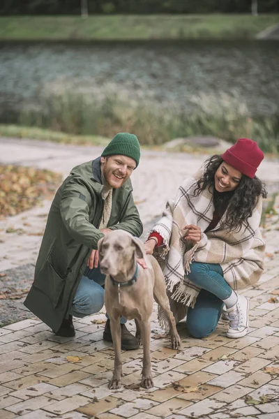 男と女は灰色と茶色の犬をペッティング — ストック写真