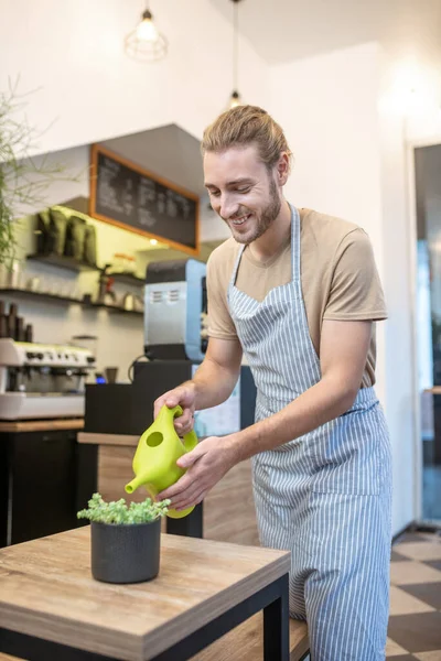 Fröhlicher Mann in Schürze gießt Zimmerpflanze in Café — Stockfoto