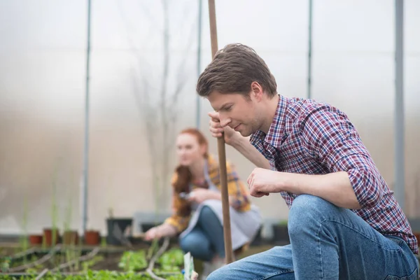 De mens zorgvuldig kijken naar zaailingen in de kas — Stockfoto