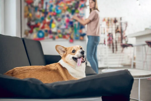 Girl in a beige tshirt choosing a pet bed for her dog — Stock Photo, Image