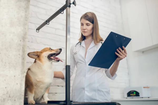 Cão bonito sendo examinado pelo veterinário em uma clínica — Fotografia de Stock