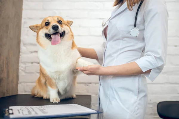 Médico veterinario examinando a un perro en una clínica — Foto de Stock