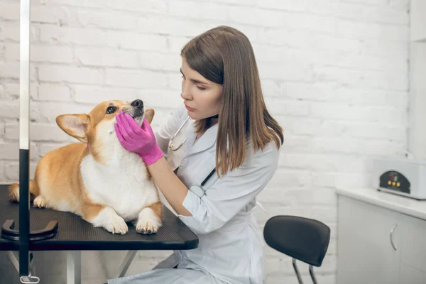 Médico veterinário examinando um cão em uma clínica — Fotografia de Stock