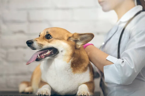 Medicul veterinar feminin examinează un câine drăguț înainte de vaccinare — Fotografie, imagine de stoc