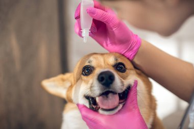 Veteriner köpeklerin gözlerine göz damlatıyor.