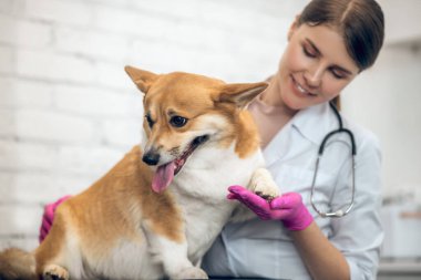 Gülümseyen kadın veteriner klinikte şirin bir köpeği muayene ediyor.