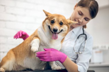 Gülümseyen kadın veteriner klinikte şirin bir köpeği muayene ediyor.