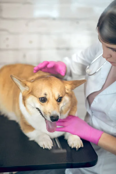 予防接種前に可愛い犬を検査する女性獣医 — ストック写真