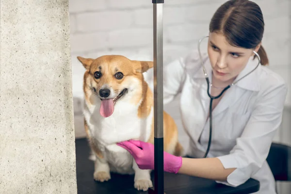 Médico veterinário fêmea examinando cão bonito antes da vacinação — Fotografia de Stock