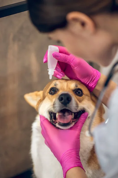 Médico veterinário caindo gota de olho para cães olhos — Fotografia de Stock