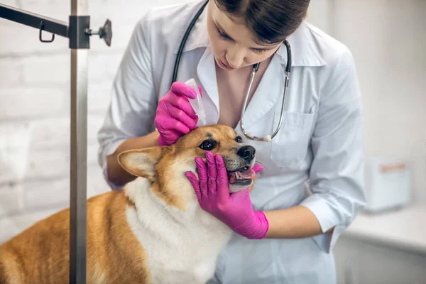 Médico veterinário caindo gota de olho para cães olhos — Fotografia de Stock